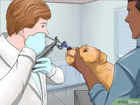 Image titled Remove a "Foxtail" from a Dog's Nose Step 10